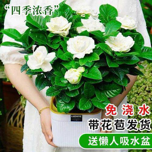 【带花苞】大盆栀子花室内绿植盆栽水培四季开花除甲醛好养