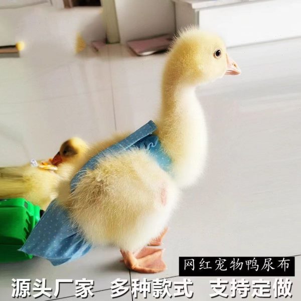屎兜尿布鸭子鸭宠物粪兜粪便兜科尔衣服小鸭子纸尿裤屁兜鹅尿不湿