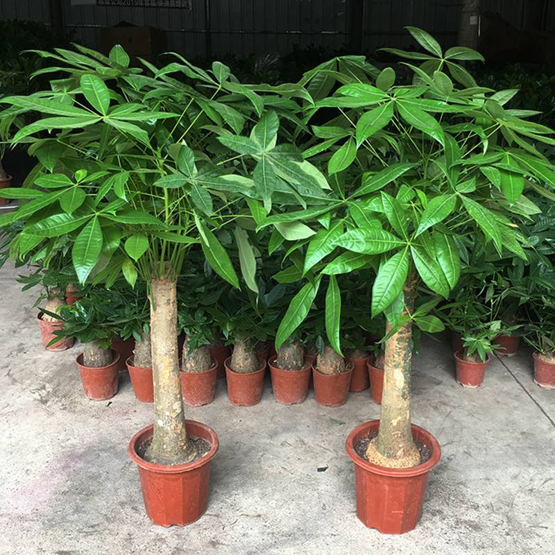 大型发财树盆栽植物室内客厅绿植盆景桌面办公室招财好养花卉新宅