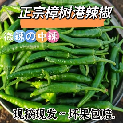 【特级】2斤正宗樟树港辣椒湖南岳阳产地直发青椒新鲜现摘下饭菜5