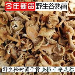 四川纯野生松树菌寒菌松菇松乳菇枞菌干品野生菌干货三九菌谷熟菌