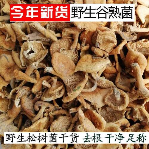 四川纯野生松树菌寒菌松菇松乳菇枞菌干品野生菌干货三九菌谷熟菌