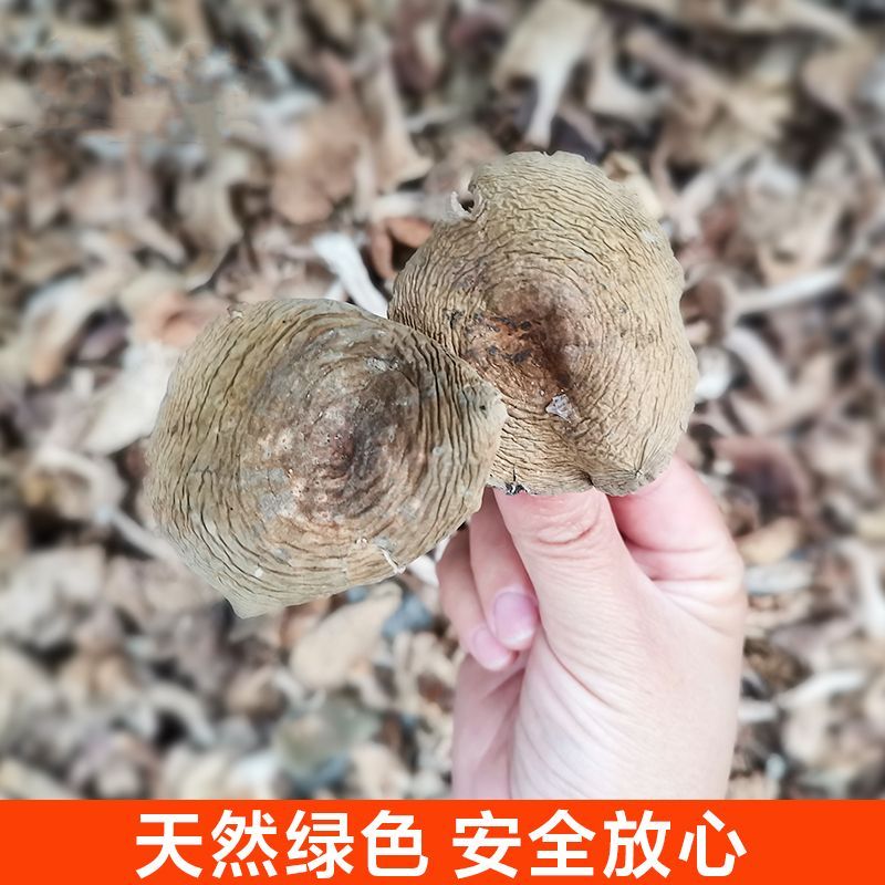 当季新货野生青头菌干货青面菇梨菇天然野生菌蘑菇绿豆菇四川特产