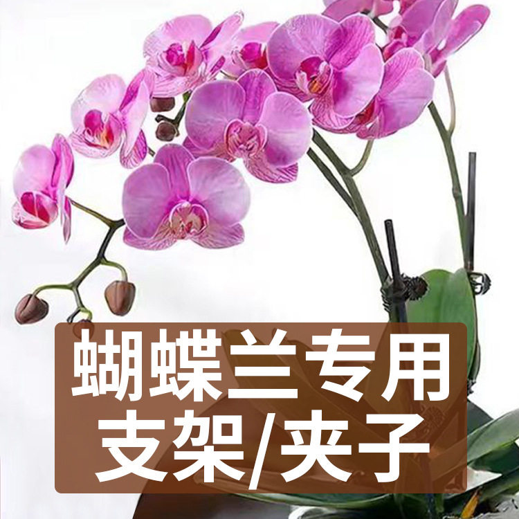 蝴蝶兰支架支撑杆爬藤蔓藤花卉固定专用花架花卉植物夹花定型夹子