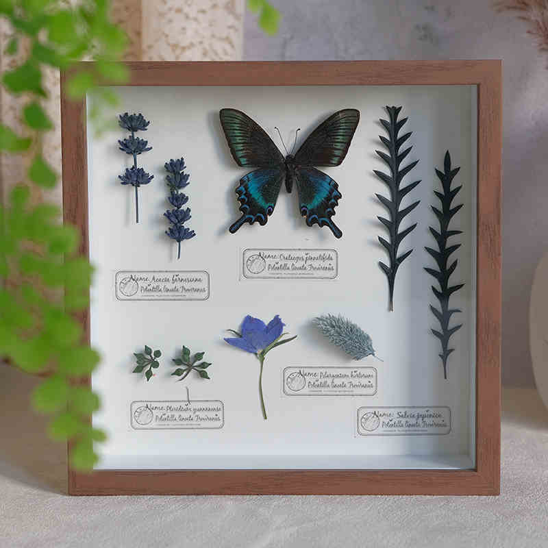 原创手作蝴蝶标本立体干花相框摆件植物标本摆台装饰画创意礼物图片