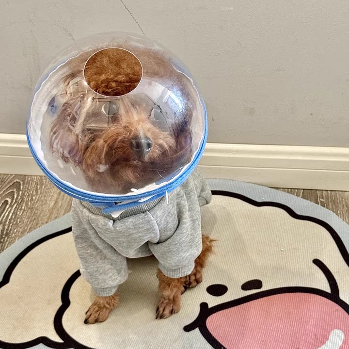 小型犬伊丽莎白圈狗狗防舔防咬头套泰迪比熊遛狗防吃嘴罩