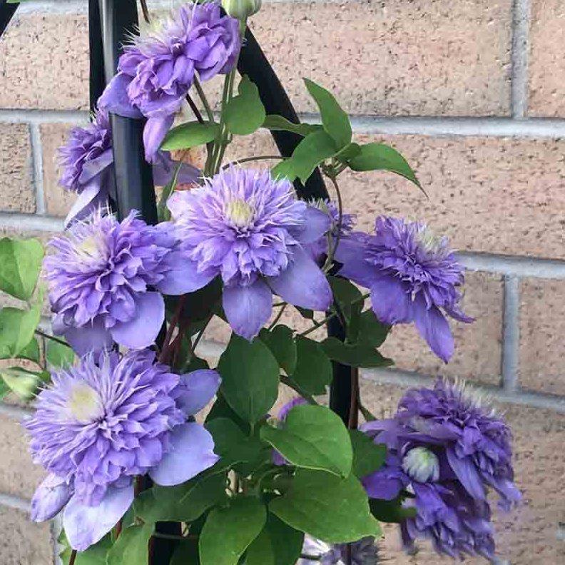 蓝光铁线莲花苗庭院爬藤攀援植物花卉阳台盆栽好养绿植大花四季