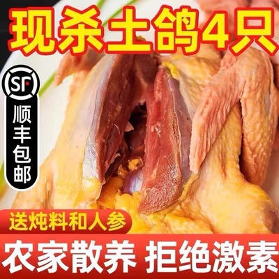鸽子新鲜现杀鸽子肉活杀乳鸽生鲜农家散养土鸽子炖汤滋补冷冻养殖