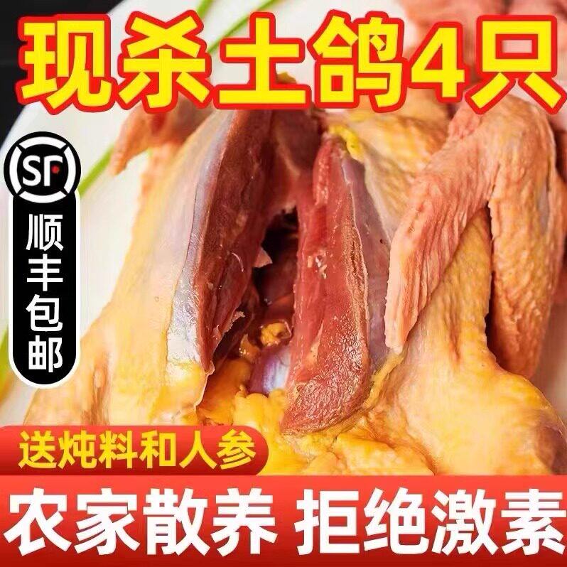 3年鸽子新鲜现杀鸽子肉活杀乳鸽生鲜农家散养土鸽子炖汤滋补冷冻