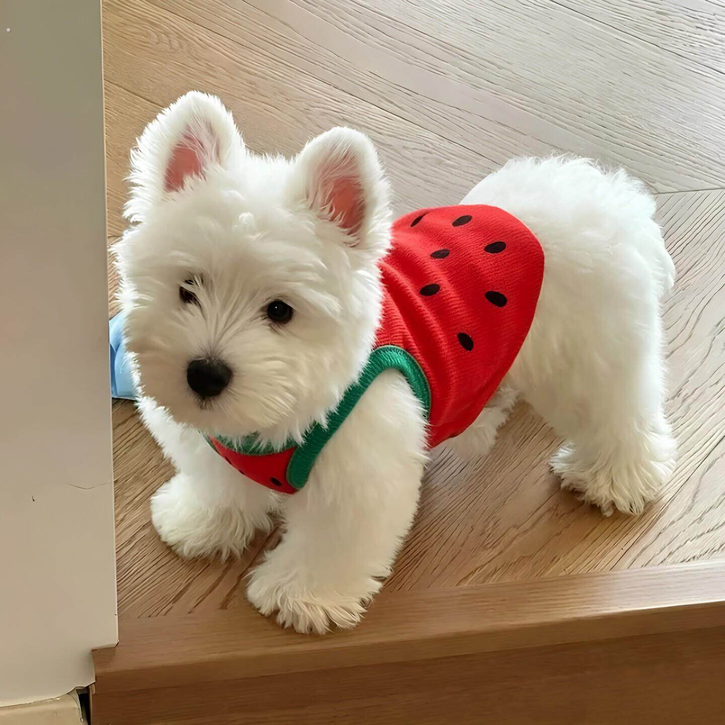 夏季西瓜造型狗狗衣服薄款背心小型犬泰迪雪纳瑞透气吊带宠物衣服