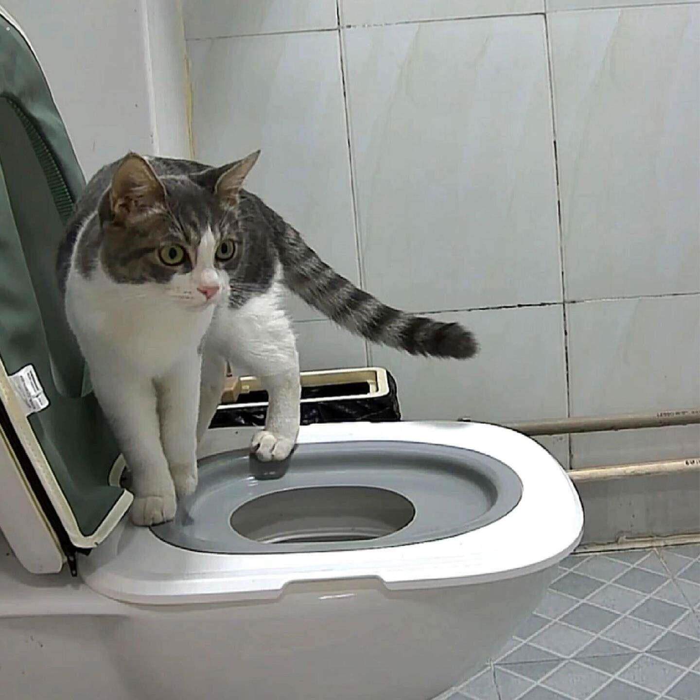 猫砂盆猫咪马桶训练器防外溅防带砂防臭猫厕所超大号猫屎盆宠物