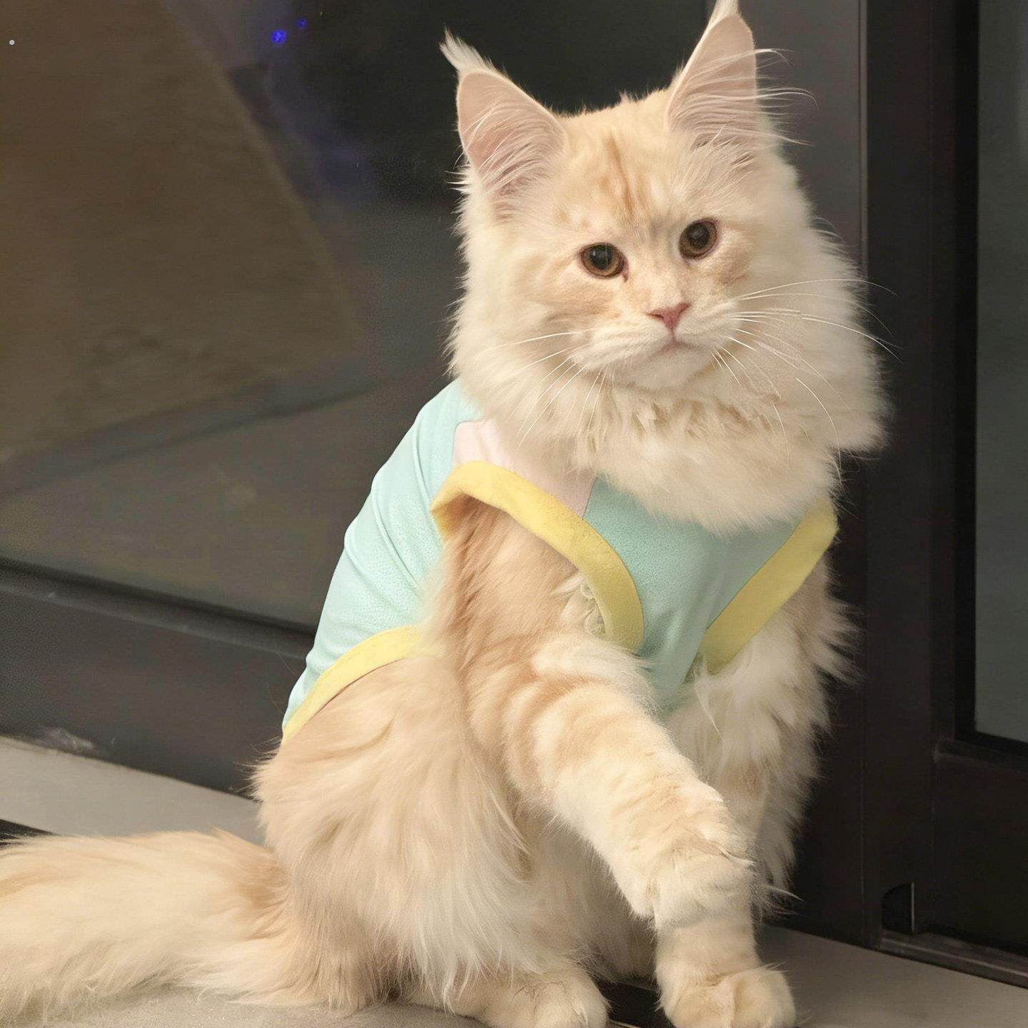 缅因猫衣服春夏季新款凉凉衣可牵引薄款透气冰丝背心防掉毛外出服