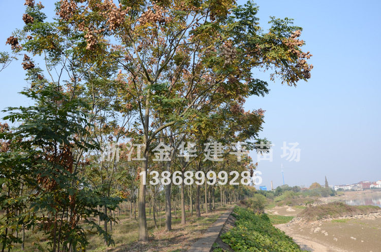 大量供应全冠黄山栾树 多种规格 工程绿化苗木 6公分