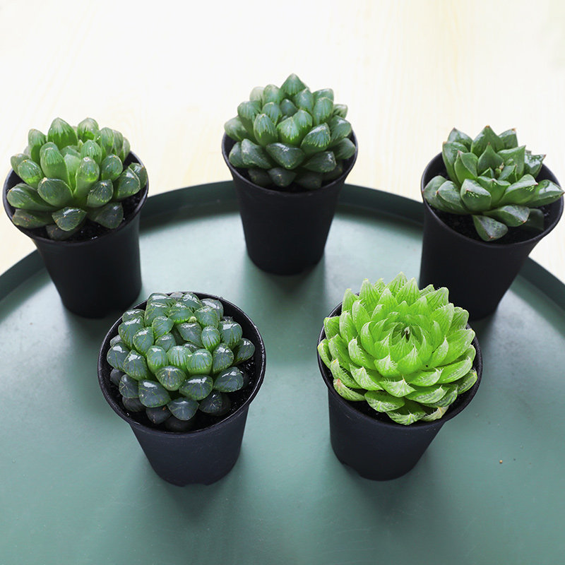 多肉植物室内水晶姬玉露幼儿园桌面花盆绿植盆栽大颗包邮好养开花