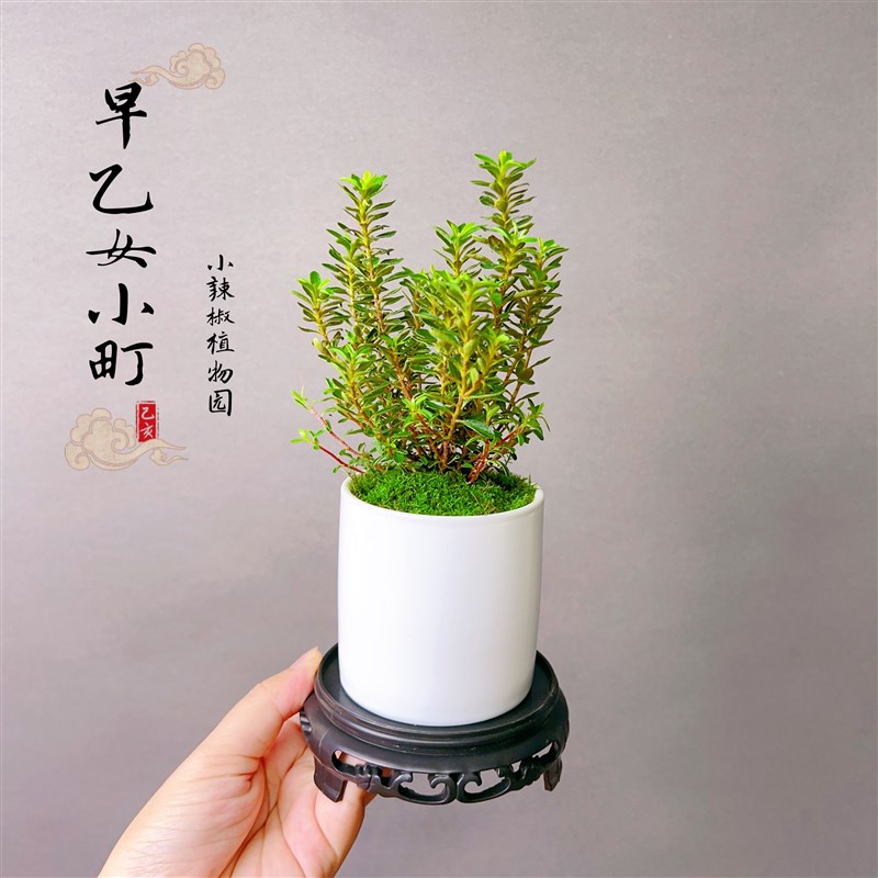 早乙女 小町杜娟花 姬杜鹃 小叶微型小盆景盆栽绿植造景素材苗