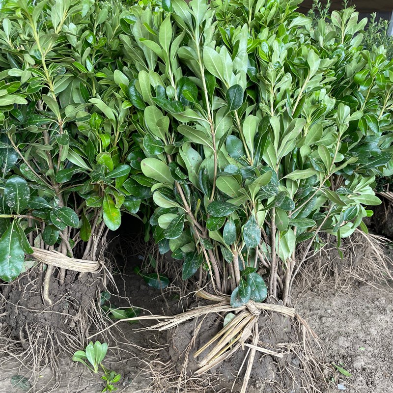 海桐树苗四季常青耐寒q耐旱绿篱围栏篱笆庭院绿化植物工程苗海桐