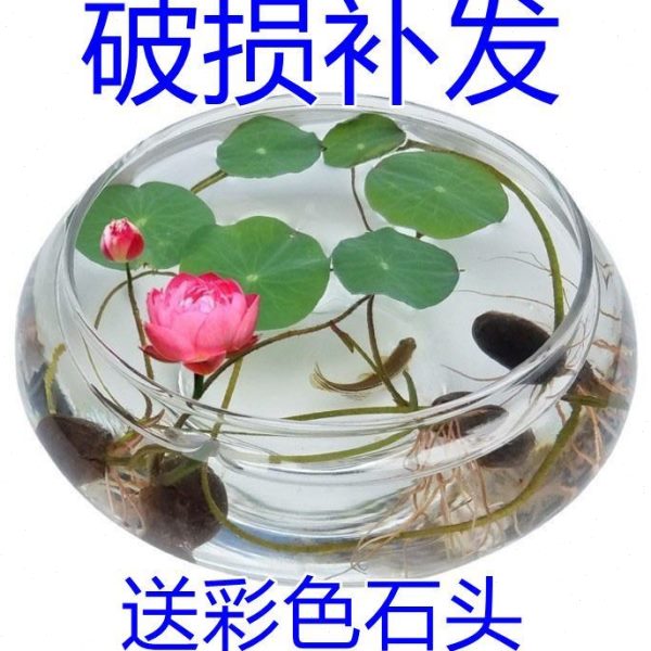 荷花铜钱草透明碗莲的玻璃花瓶水培专用盆鱼缸养器植物睡莲花盆缸