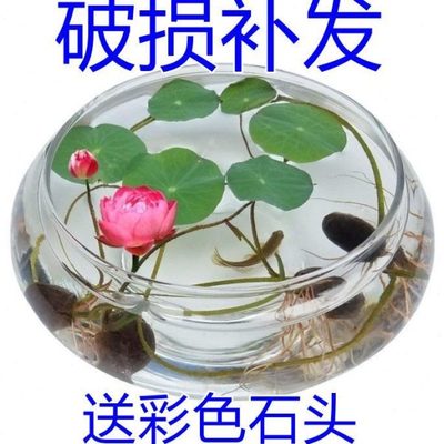 荷花铜钱草透明碗莲的玻璃花瓶水培专用盆鱼缸养器植物睡莲花盆缸