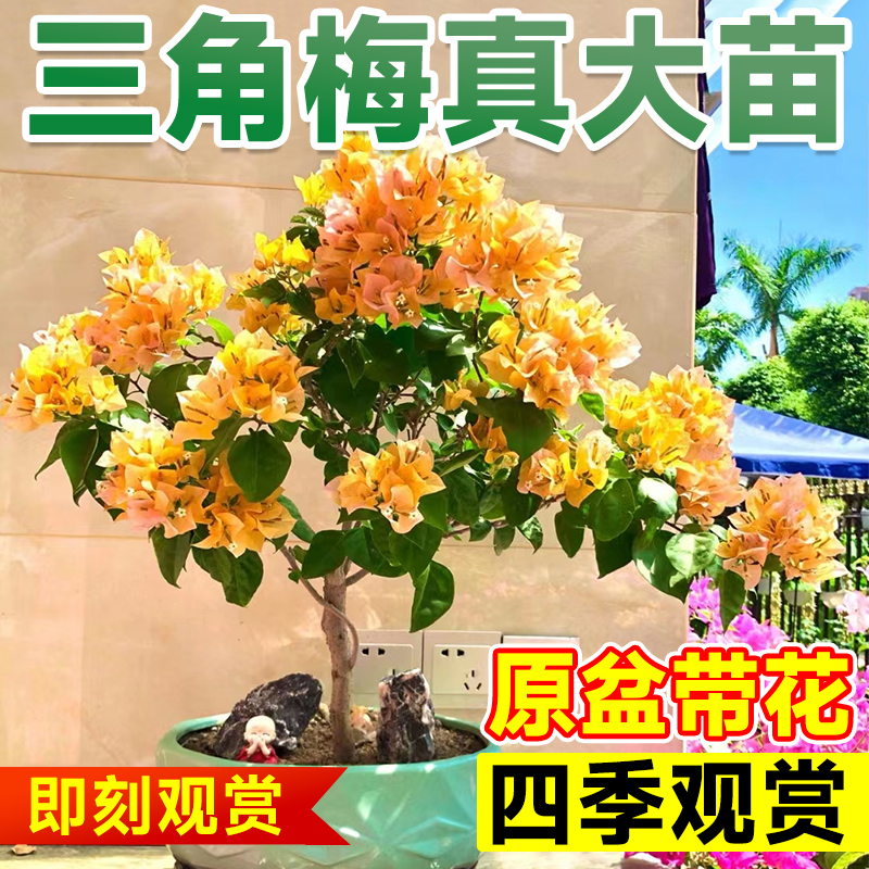 三角梅盆栽带花漳红樱娇娇家老桩小苗爬藤植物室内外阳台四季开花
