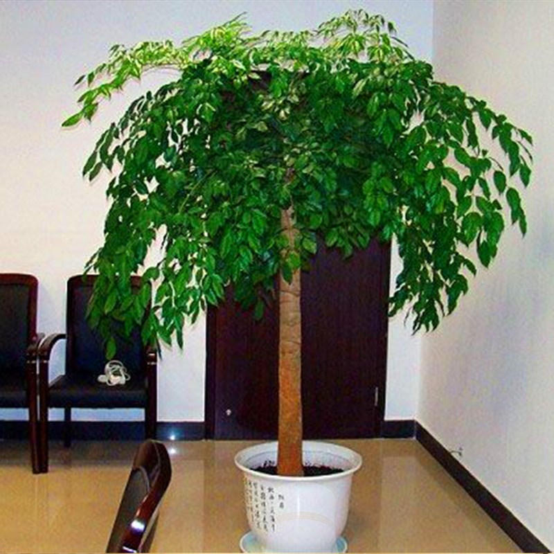 室内大幸福树平安树大型植物客厅办公室盆栽绿宝观叶盆景幸福树