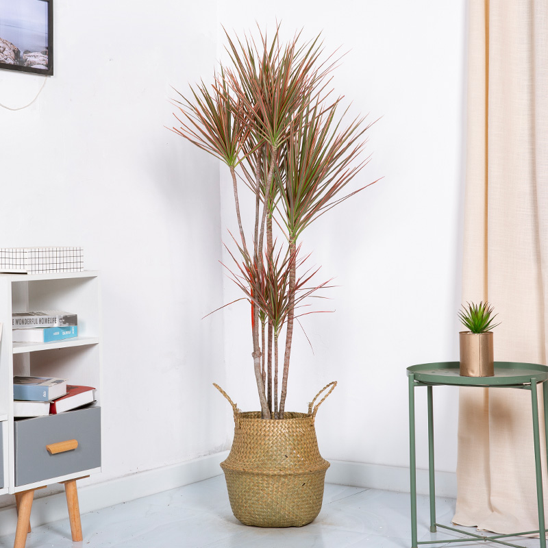 花兮绘七彩千年木盆栽室内客厅好养活龙血树大植物三色五彩马尾铁