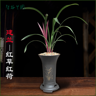 建兰红草红荷 兰好养红花网红小盆栽室内客 名贵迷你矮种兰花 四季