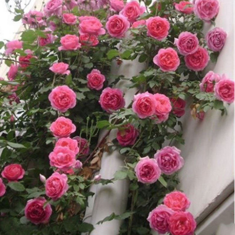 藤本月季中苗四季庭院爬藤植物爬墙盆栽攀援垂P吊月季蔷薇大花浓