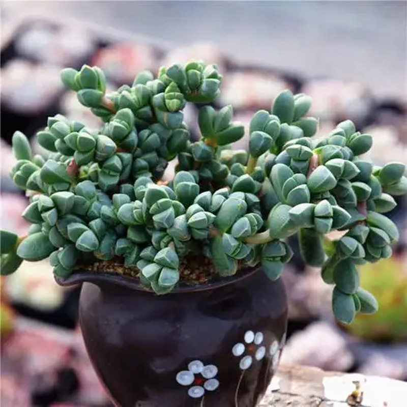 鹿角海棠多肉大群生整群老桩番杏科好养活开花绿植盆栽