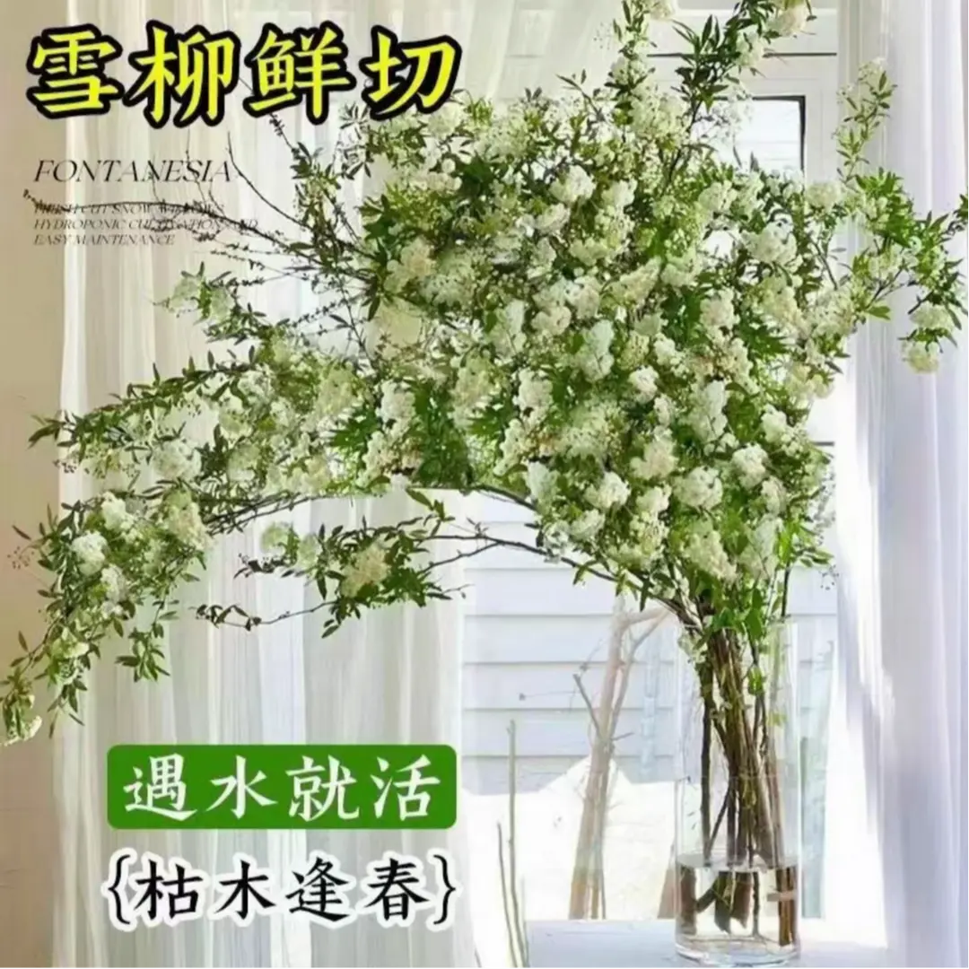 【下单立减50】雪柳盆栽水样开花水培雪花植物花卉遇水枯木室内WB