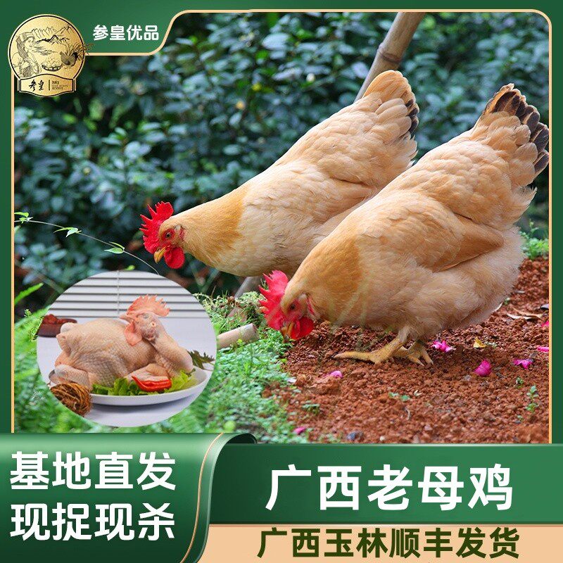 【参皇】广西谷物老母鸡整只新鲜生鲜鸡正宗农家走地鸡月子炖鸡汤
