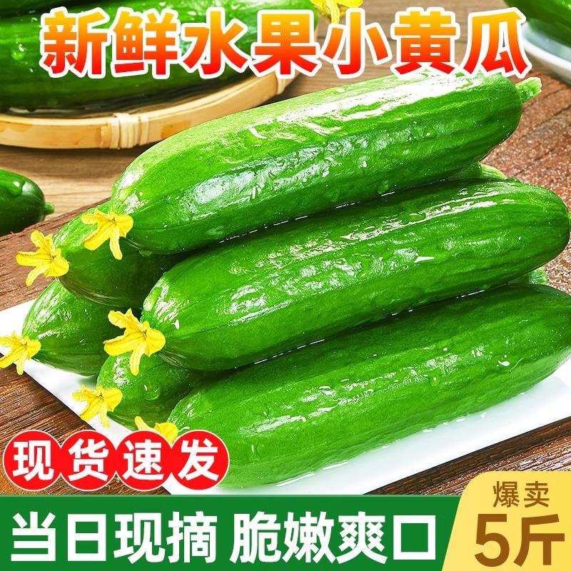 【5A品质】水果小黄瓜新鲜生吃！