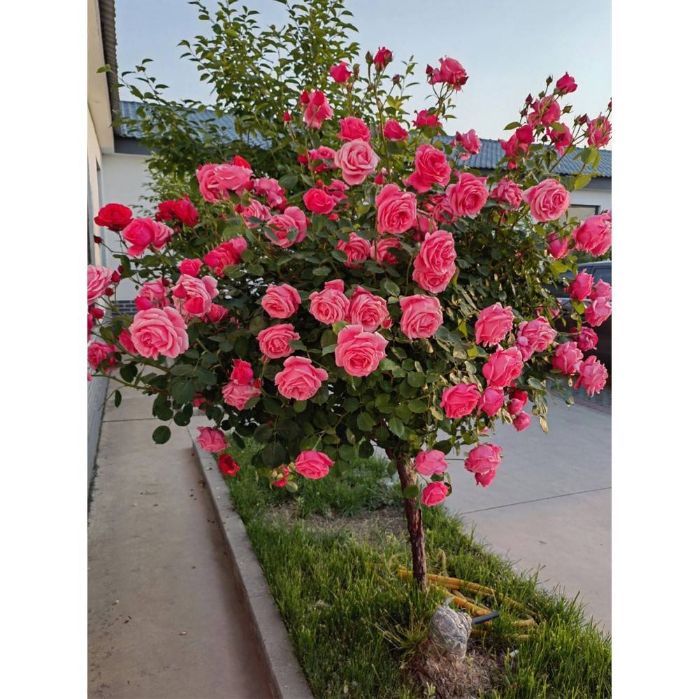状玫花瑰花树苗无品牌/棒糖树栽特季阳台棒院浓大花庭香季四花盆