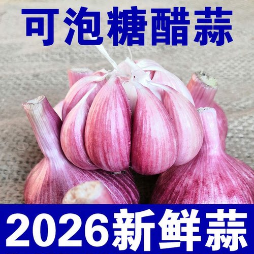 当季鲜蒜农家种植紫白皮多瓣蒜