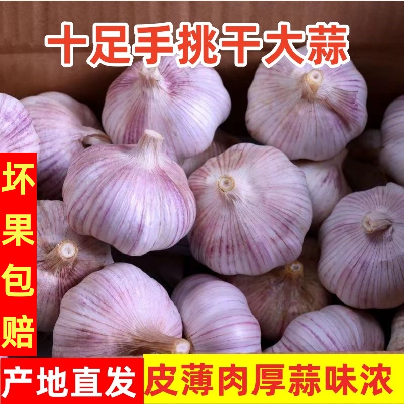 紫皮白皮大蒜头干蒜农家蒜