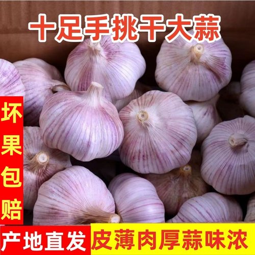 紫皮白皮大蒜头干蒜农家蒜