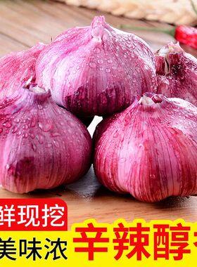2026年现挖河南紫皮大蒜头鲜蒜新鲜红皮大蒜多瓣蒜香蒜大蒜湿蒜头