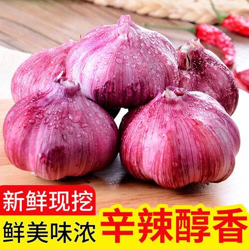紫皮大蒜头鲜蒜新鲜红皮大蒜湿蒜