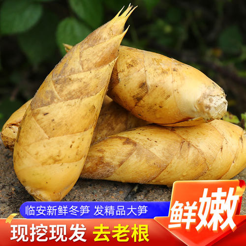 2025年天目冬笋新鲜现挖野生竹笋