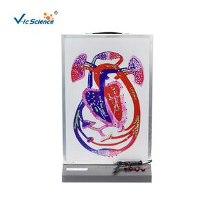 心博与血液循环模型（示心动周期及大小循环）