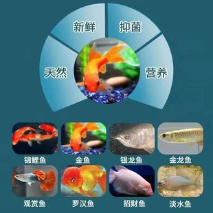 今济康纯日本黄粉观赏鱼用黄粉鱼类立麟烂鳍白点白毛身上黑斑黑点