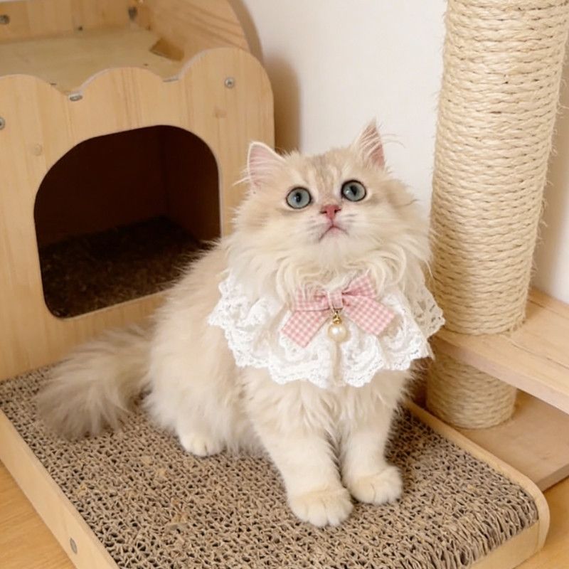 蕾丝花边梦幻蝴蝶结宠物围兜猫咪项圈口水巾可爱猫狗围脖用品