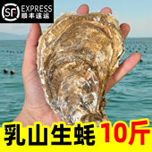 乳山生蚝鲜活特大牡蛎带壳海蛎子新鲜山东海鲜水产整箱10斤顺丰