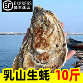 乳山生蚝鲜活10斤特大牡蛎带壳超大海蛎子山东新鲜海鲜水产整箱
