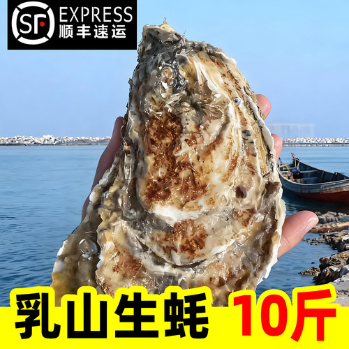 乳山生蚝特大牡蛎带壳超大