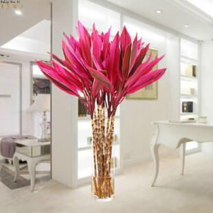 极速富贵竹水培植物转运开运竹y花卉绿植盆栽绿萝室内花客厅水养