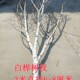 天然白桦树树枝白桦木干树枝树枯树装 饰 饰白桦树枝婚庆Z背景墙装