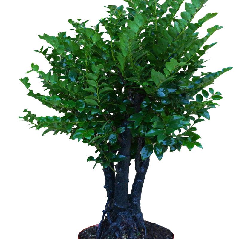 名贵小叶紫檀盆景树桩单头熟桩檀木室内客厅桌面绿植盆栽花卉植物
