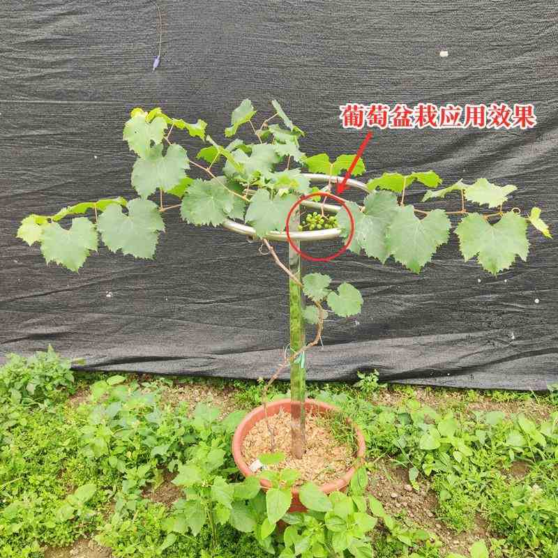 火龙果专用架不锈钢花架盆栽种植棒棒糖支架顶圈绿植爬藤支撑架子