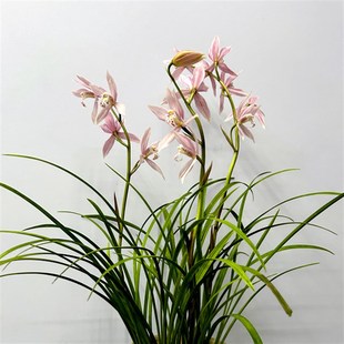 绿缘兰花苗【蜜桃仙子】浓香细叶兰浅粉色四季兰杂交兰桌面盆栽