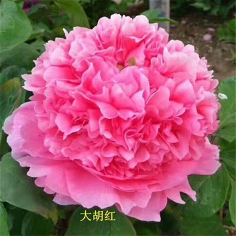 精品独杆牡丹花树苗正宗洛阳红重瓣大花直杆观赏牡丹庭院耐寒花卉